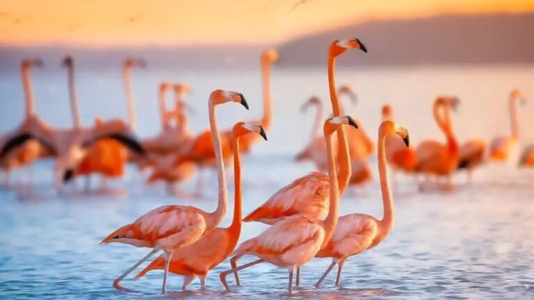 Are flamingos smart