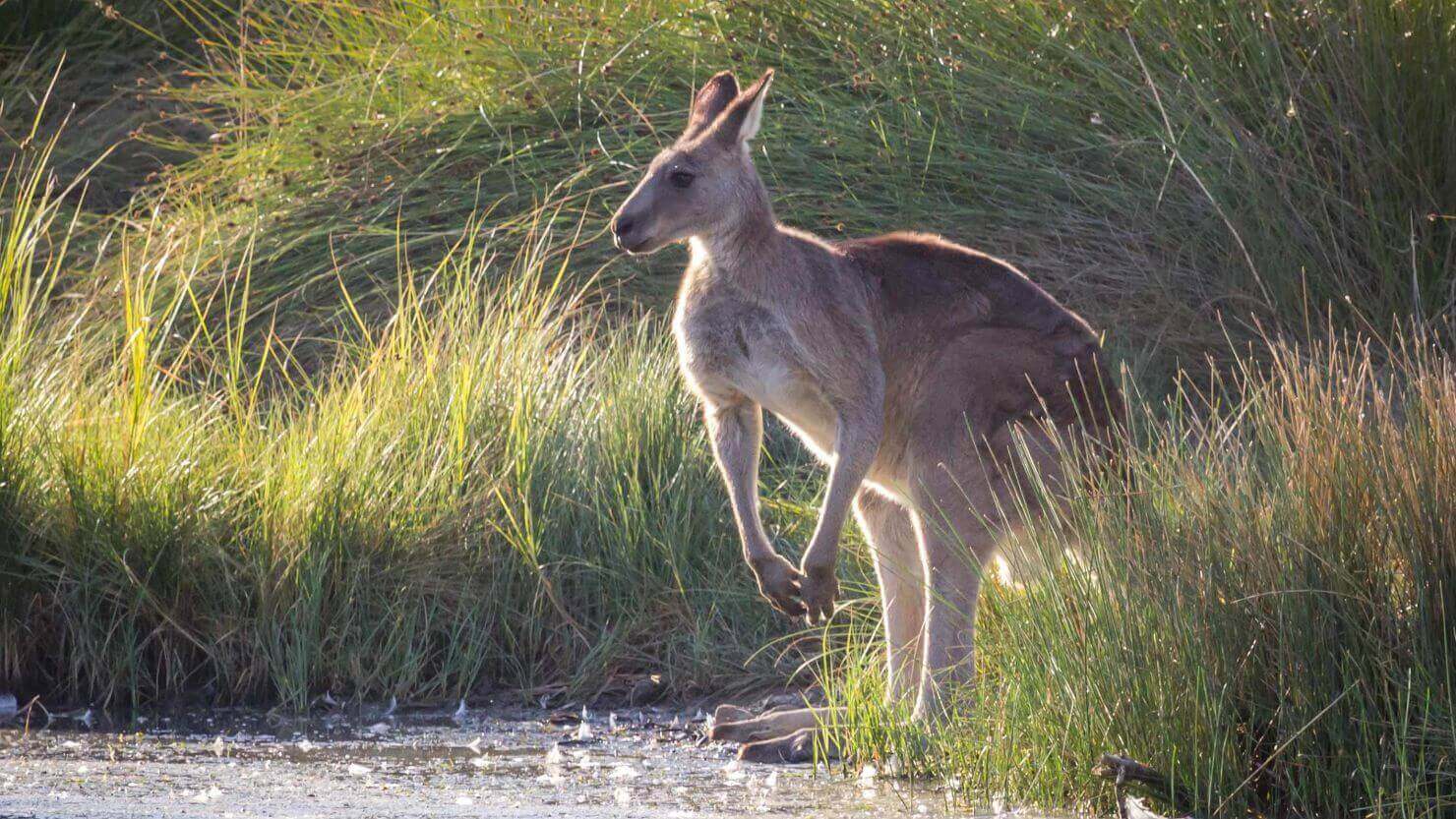 Top 14 Most Energetic Animals In The World (With Pictures)