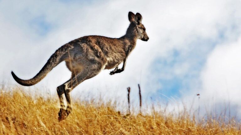 how strong kangaroos are