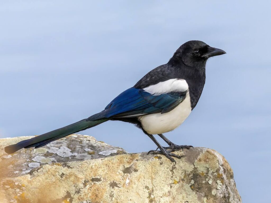 bird that eat dead animals