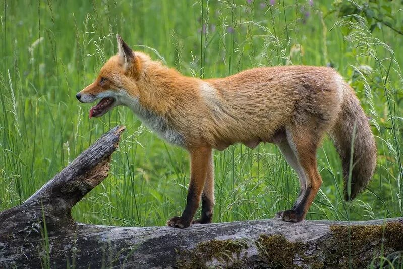 what animal is greedy