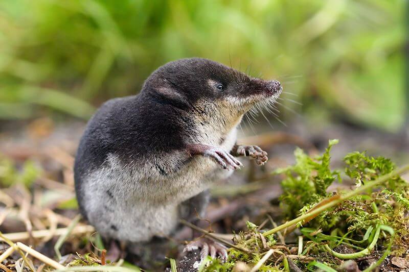 gluttonous wildlife