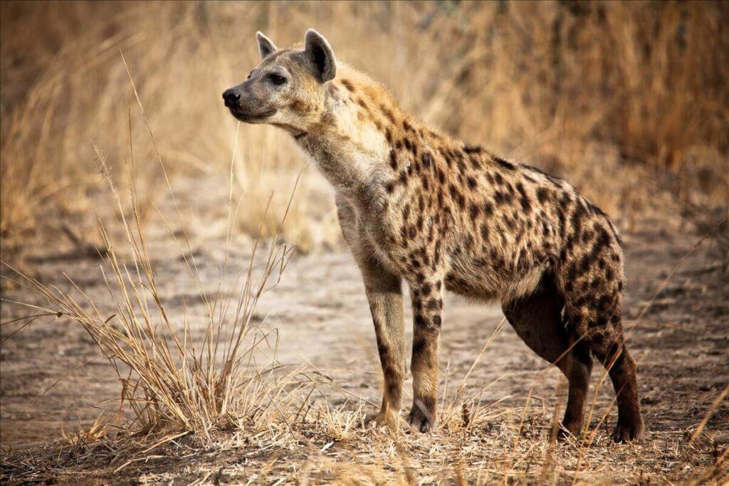 what animals are greedy