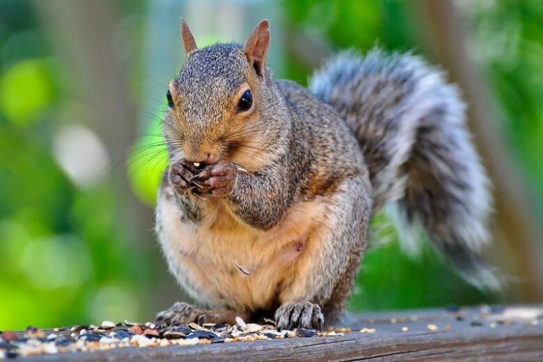 as greedy as which animal
