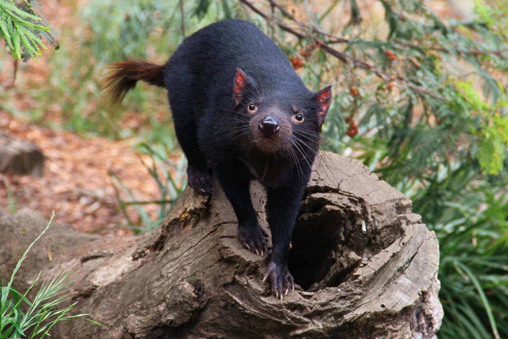 voracious creatures