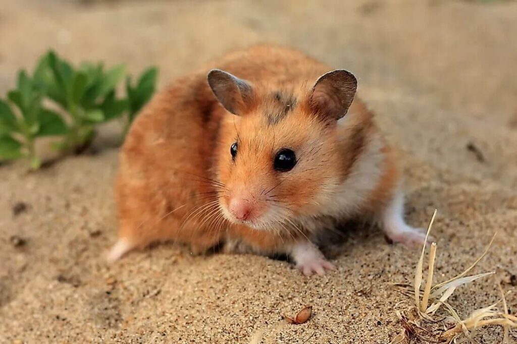 what is the greediest animal