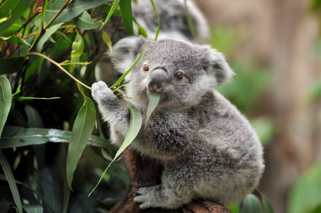 most dirty animal in the world