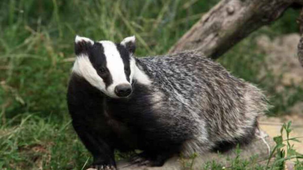 are-there-badgers-in-michigan-with-description