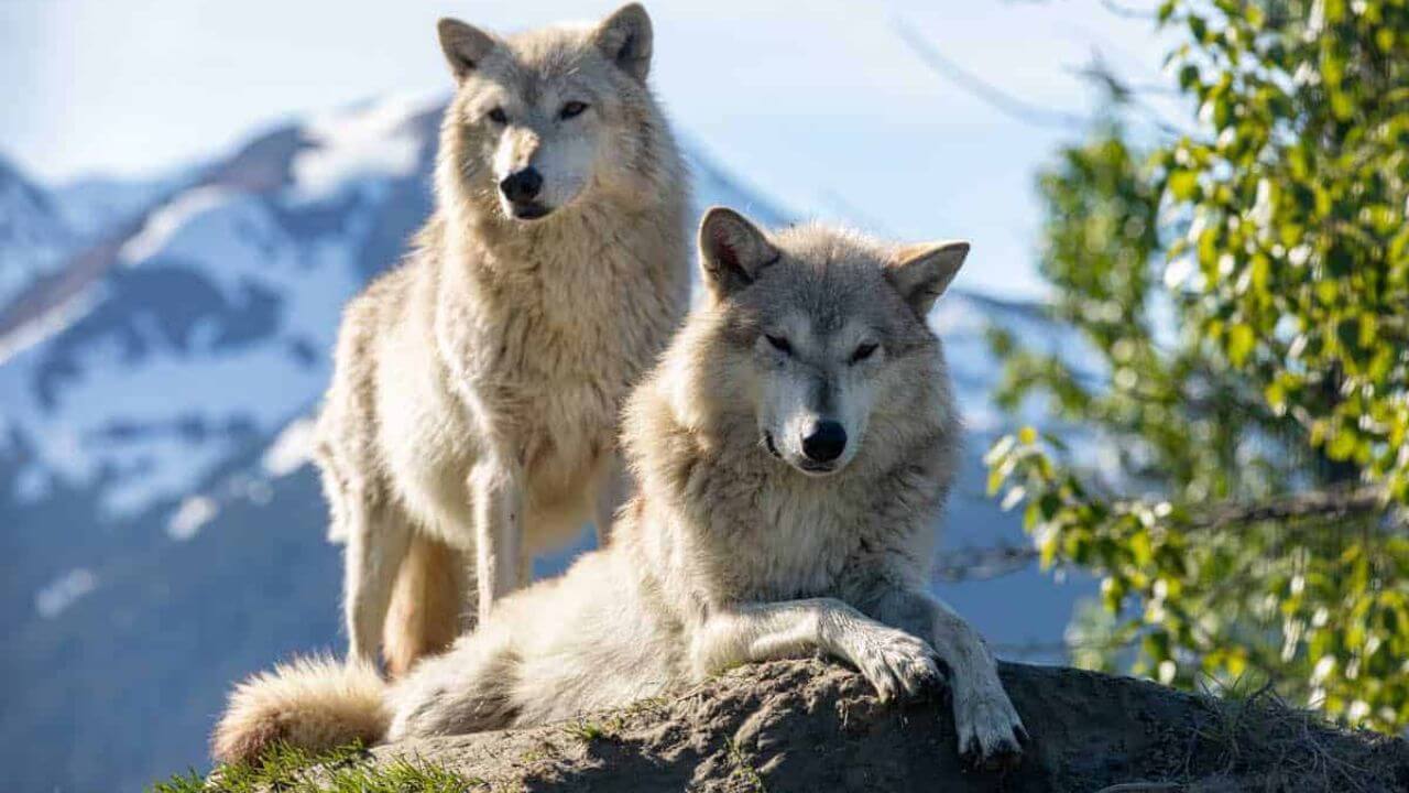 Interesting Facts About Wolves: Can Wolves Purr?