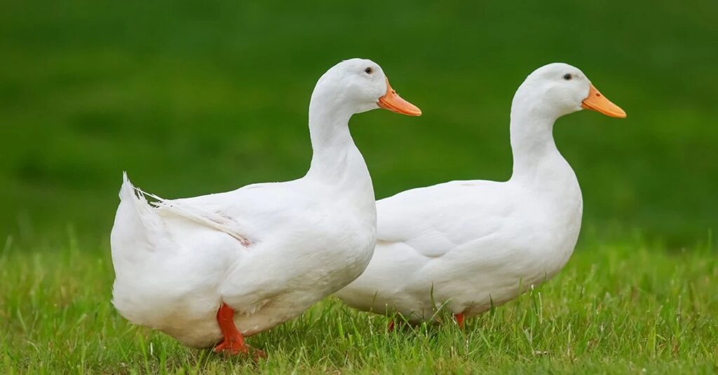 animals that move by waddling