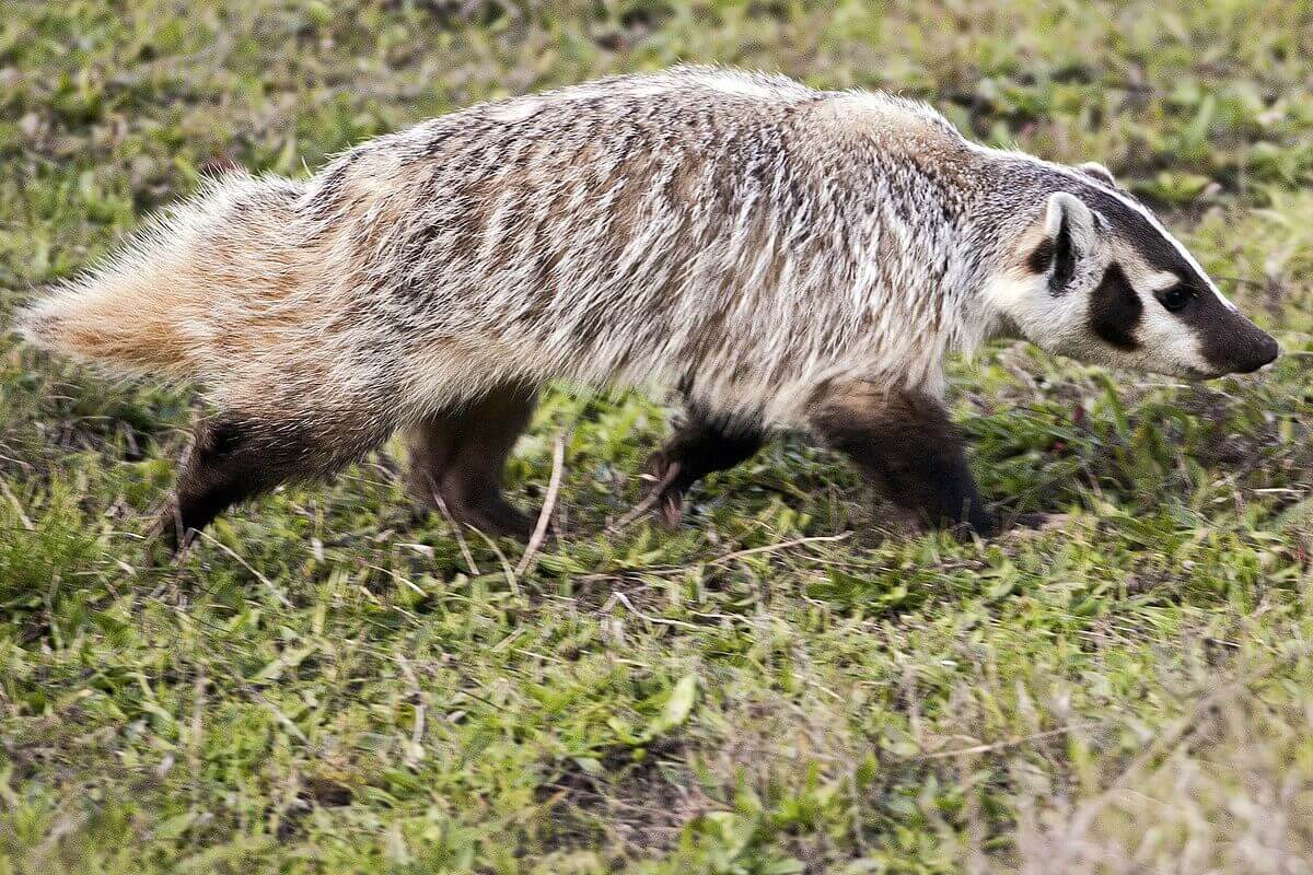 Are There Badgers In Michigan? (With Description)