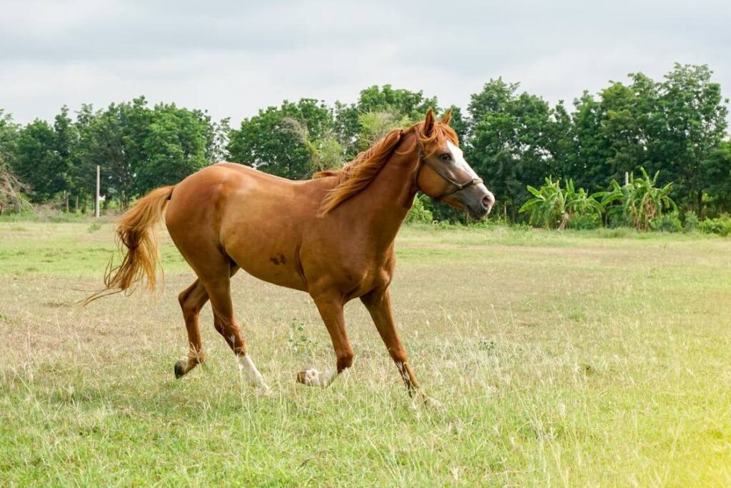 animal that has a mane