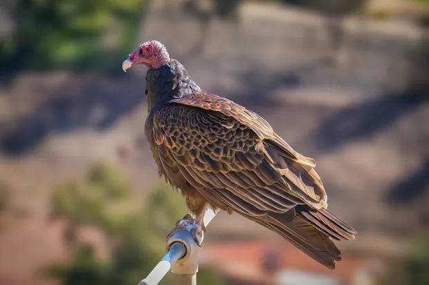michigan turkey vulture