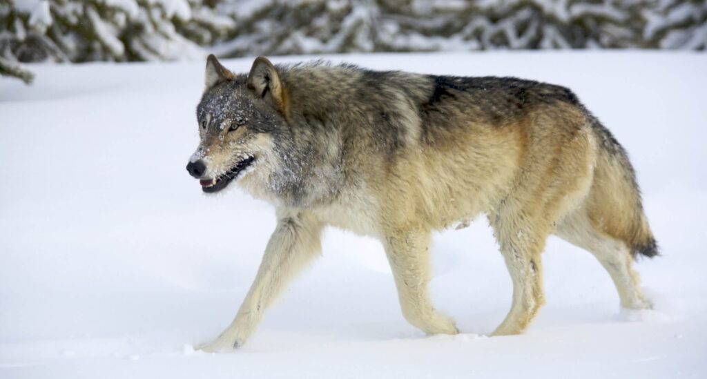 does wolves purr