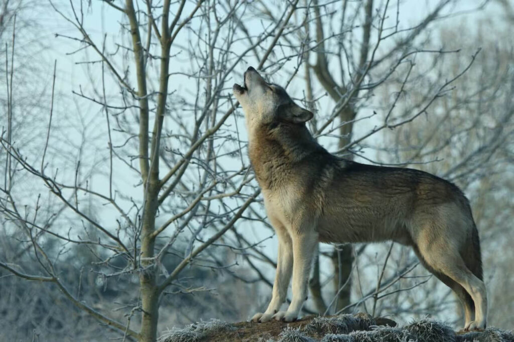 purring behavior in wolves