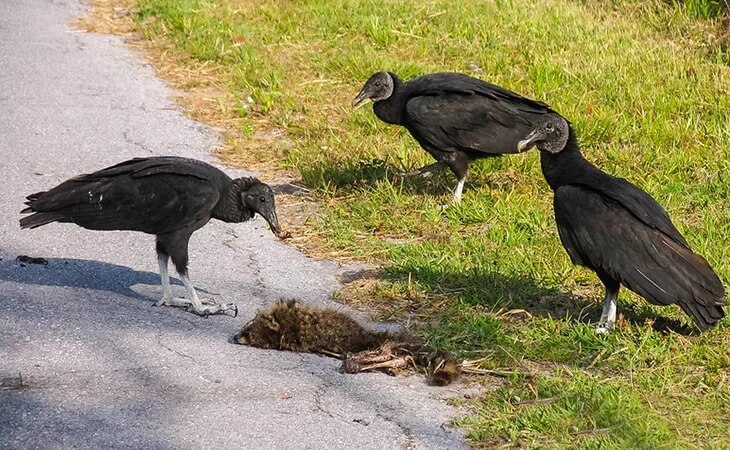 are there vultures in michigan