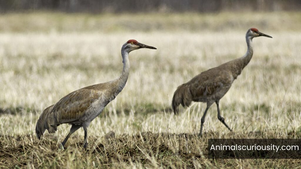 cranes in michigan bird