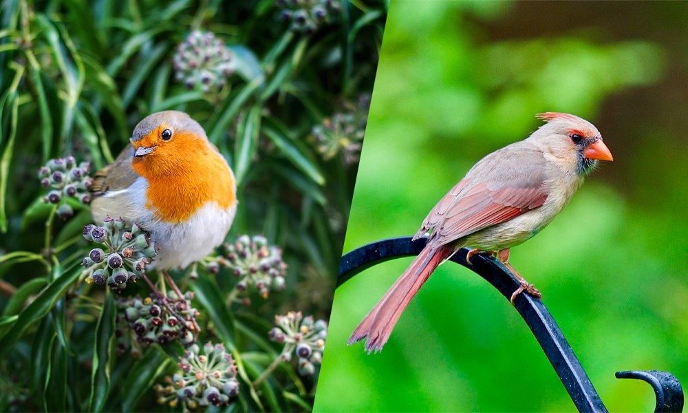 red robin bird vs cardinal