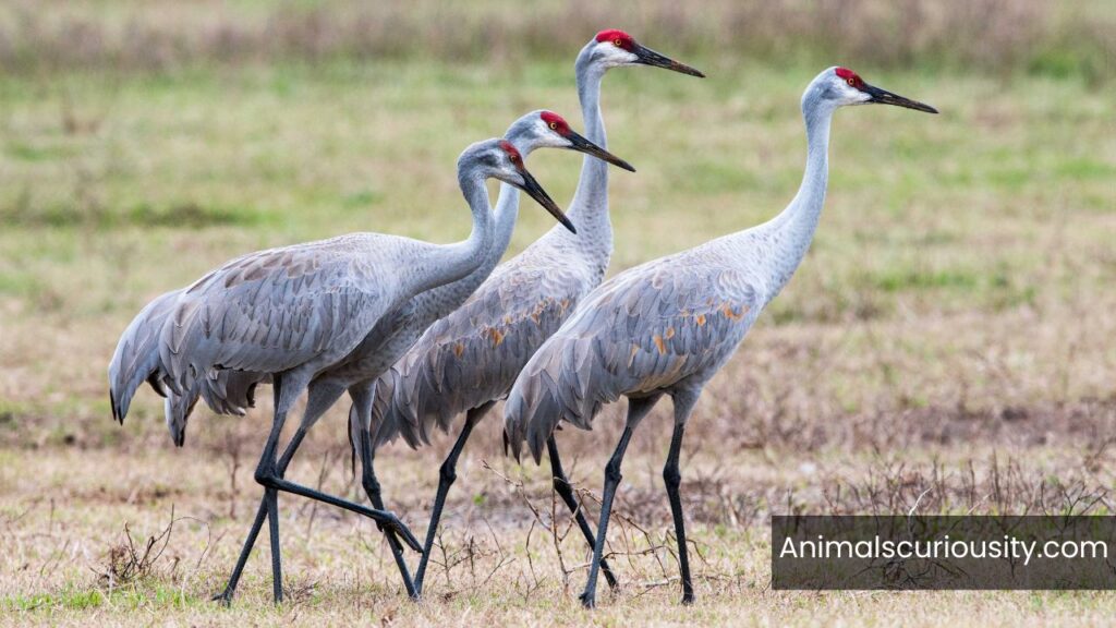 sandhill cranes in michigan