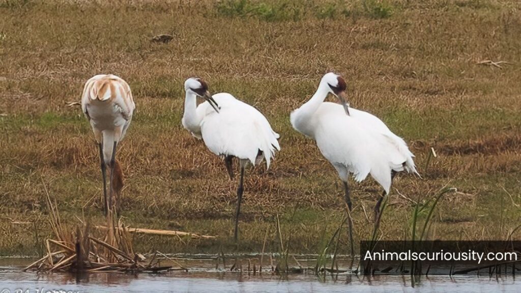 whooping cranes in michigan