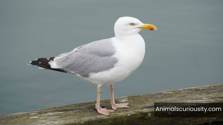 Animals That Are Annoying