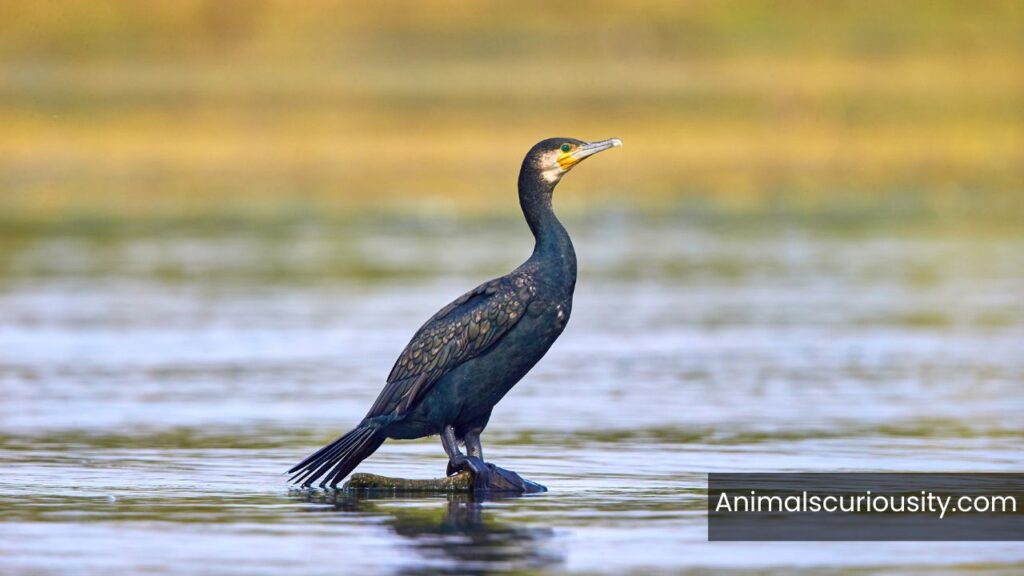 cormorant michigan