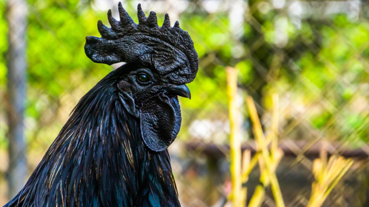 Creative and Unique Names for Black Chickens
