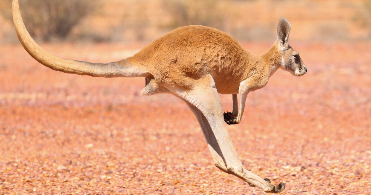 How Strong Are Kangaroos? Facts You Didn’t Know Before