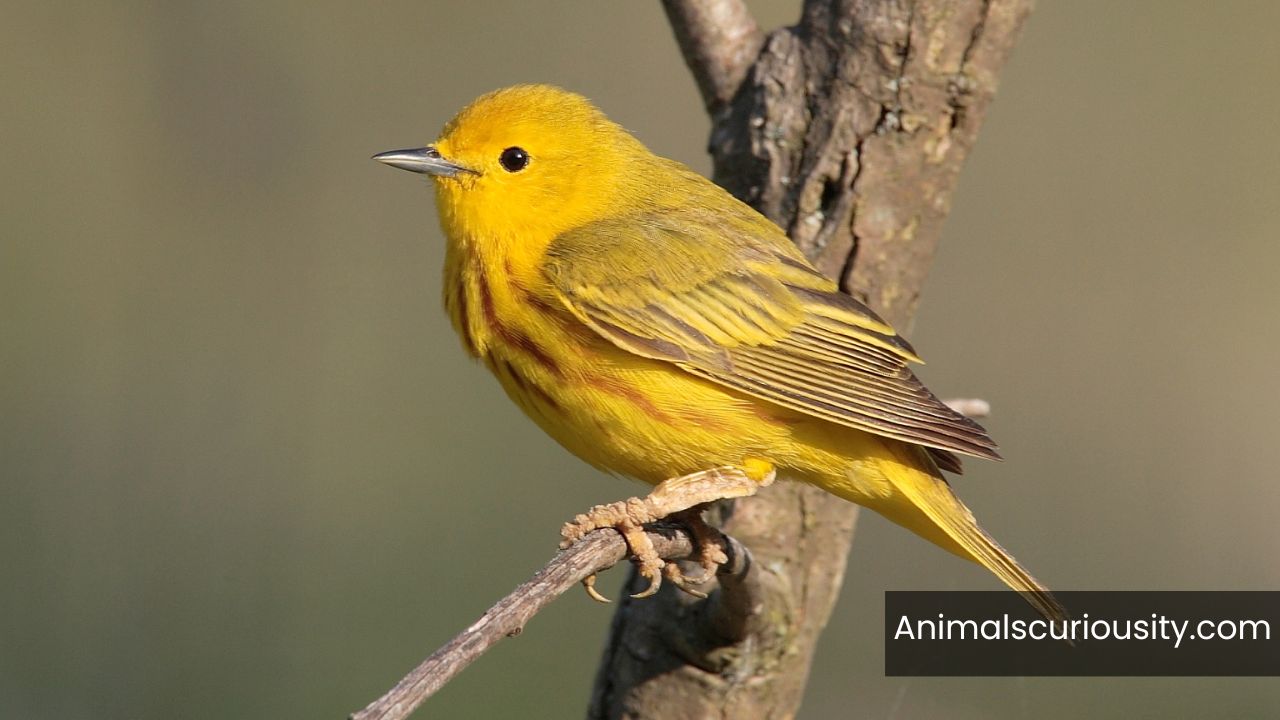 Yellow Birds in Arizona