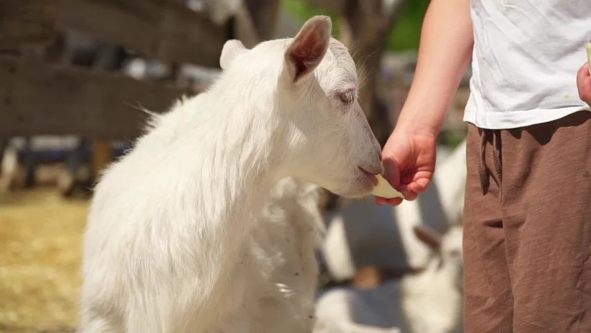 Can Goats Eat Apples