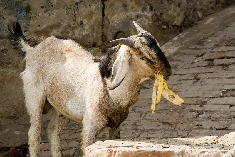 Can Goats Eat Bananas