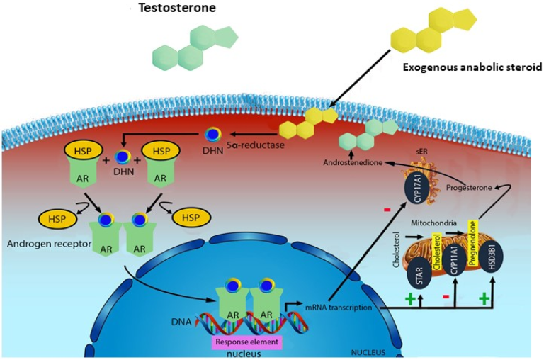 Why Anabolic Steroids are Popular Among Bodybuilders: Risks