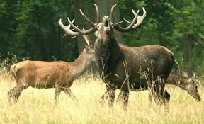 Animal Instincts and the Nature of Risk: What the Wild Teaches Us About Chance