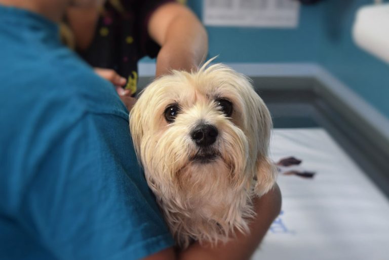 What Vets Wish Every Pet Owner Knew About Pet Health?