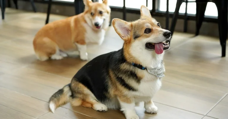 Discover Your Ideal Puppy Match: A Tail-Wagging Bond