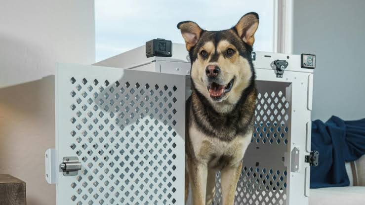 Keeping Dogs Safe Through A Full Exterior Repaint