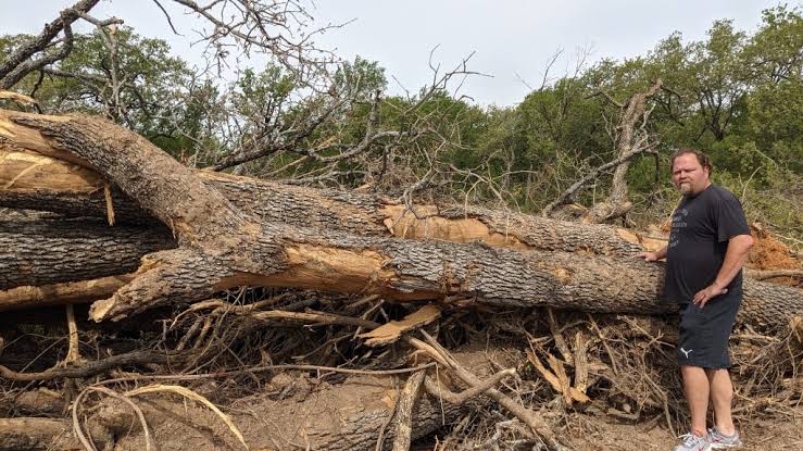 A Backyard Oak Worth Saving Before The Bulldozers Arrive