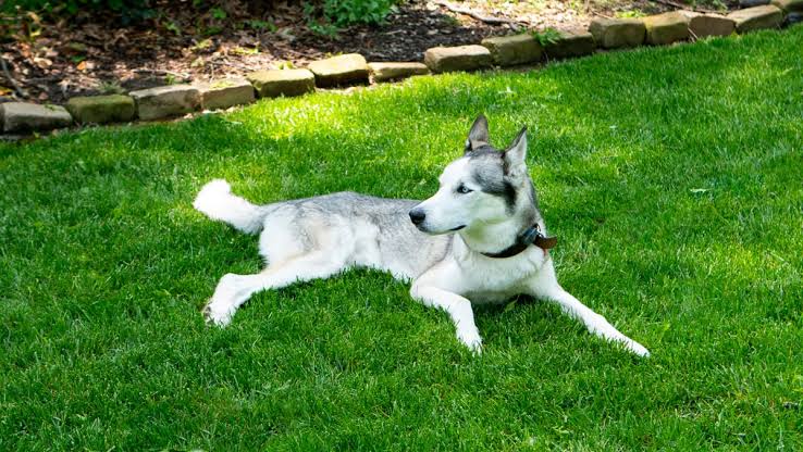 What Dog Owners Get Wrong About a Pet Safe Lawn
