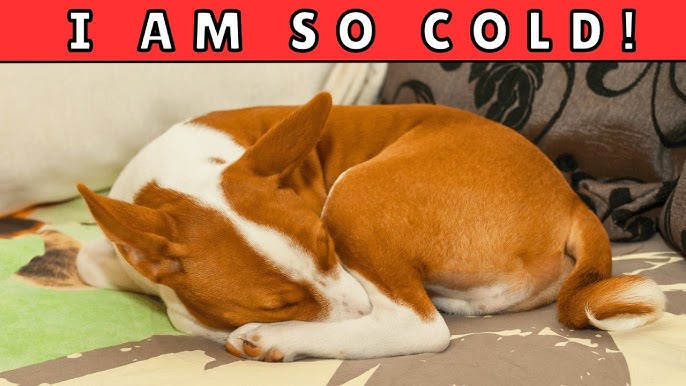 The Furnace Mistakes Two Dog Owners Make Before Their First Cold Snap