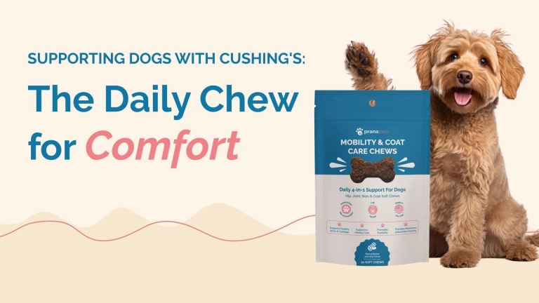 Best Mobility Chews for Dogs: Support Joint Health, Flexibility, and a Healthy Coat